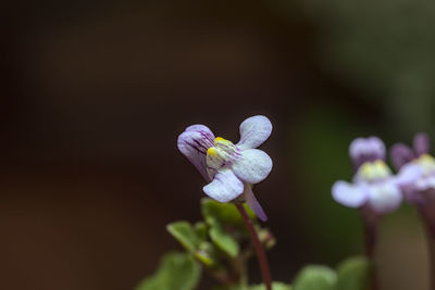 Close-up of purple flowering plant