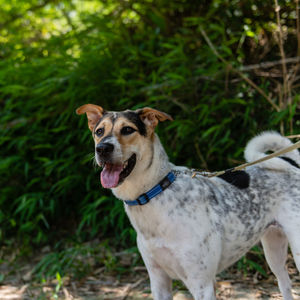 Close-up of a dog looking away