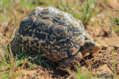 The leopard tortoise stigmochelys pardalis