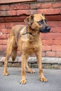 Dogs on street