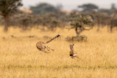 Cheetah chasing gazelle on field