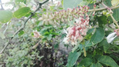 Close-up of plant