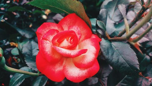 Close-up of red flowers blooming outdoors