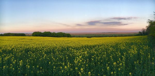 Scenic view of field against sky