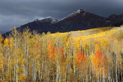 Scenic view of landscape against sky during autumn