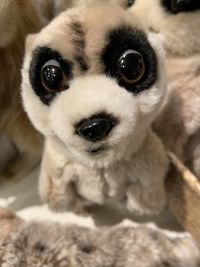 Close-up portrait of dog