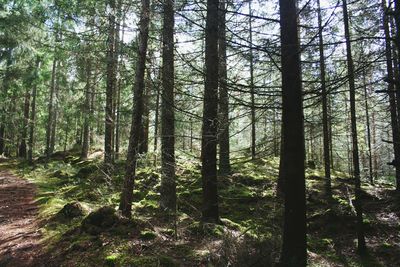 Trees in forest