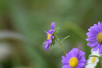 Close-up of purple flowers blooming outdoors