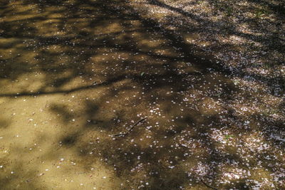 Full frame shot of sky at night