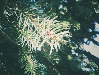 Close-up of spider on web against trees