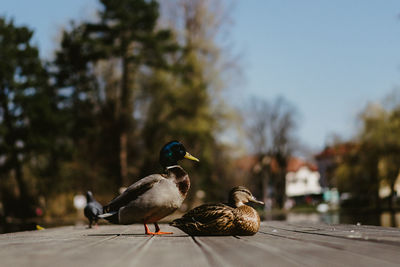 Ducks on a tree