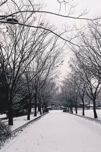 Empty road passing through trees