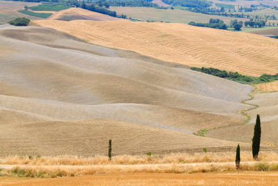 Scenic view of agricultural field