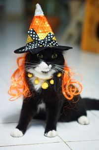 Close-up portrait of a witch cat