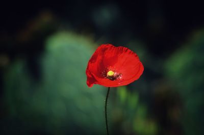 Close-up of red poppy flower