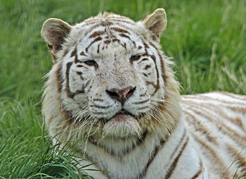 Close-up portrait of lion