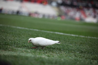 Close-up of a bird on field