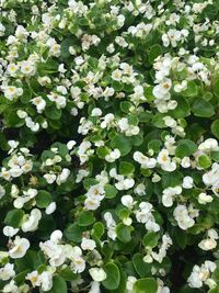 High angle view of white flowering plants