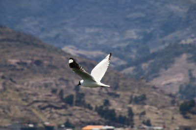 Seagull flying in sky