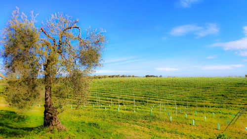 Scenic view of agricultural field against sky