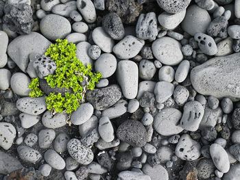 Green plant on rounded pebbles on a beach in iceland