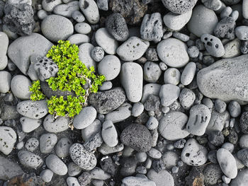 Green plant on rounded pebbles on a beach in iceland