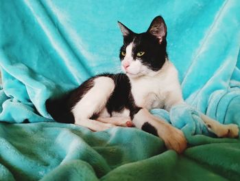 Cat lying on bed at home