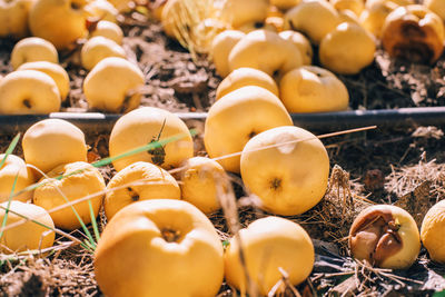 Beautiful ripe yellow apples on ground in orchard garden. organic sweet fallen rotten fruits 