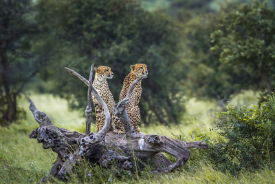 Cheetahs sitting on wood in forest