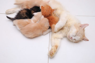 High angle view of cat sleeping on tiled floor