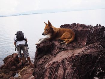 Dog standing on rock by sea against sky