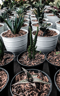 High angle view of potted plants