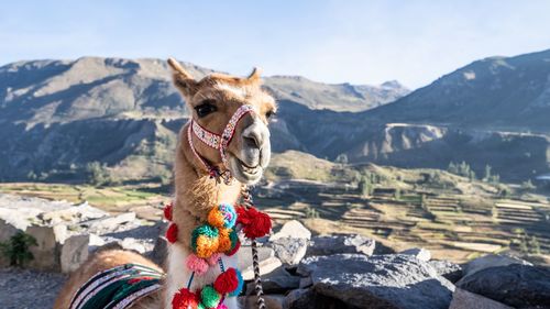 View of a horse on mountain against sky