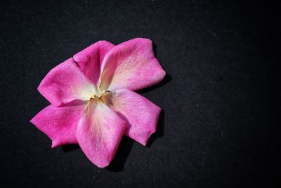 Close-up of pink rose over black background