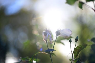 Close-up of white flowering plant