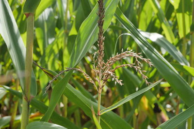 Close-up of crops growing on field