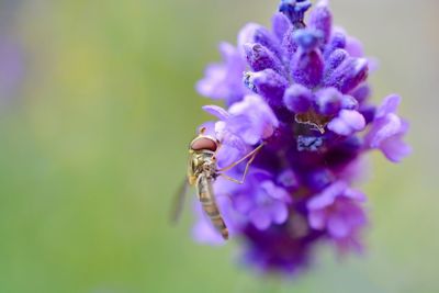 Close-up of insect on purple flower