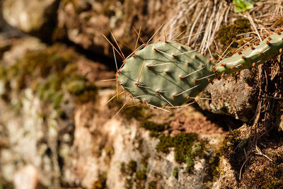 Cactus opuntia with thorns at a wall