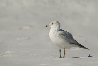 Seagull on beach