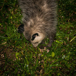 Portrait of cat on grass