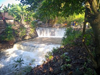 Scenic view of waterfall in forest