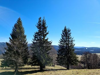 Pine trees on field against blue sky