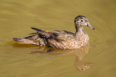 A single young female wood duck swimming around the open waters of the wetlands in summer 