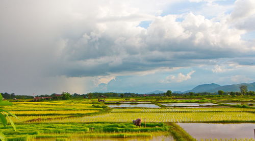 Scenic view of agricultural field against sky