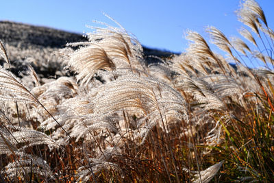plant