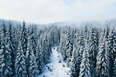 Pine trees in forest