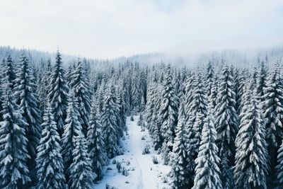 Pine trees in forest