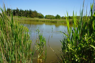 Scenic view of lake against clear sky