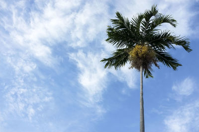 Low angle view of palm tree against blue sky