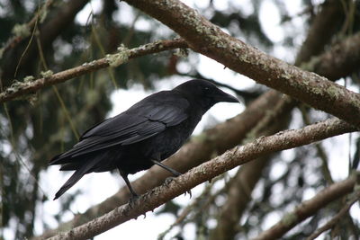 Bird perching on branch